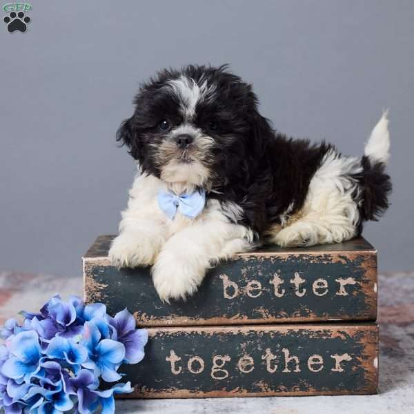 Bingo, Shih Tzu Puppy